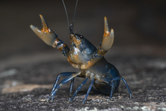 Euastacus australasiensis