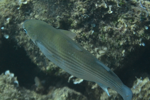 Cipal Putnik (Chelon labrosus)