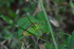 Leptophyes laticauda