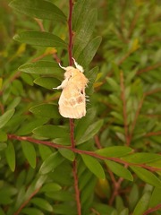 Euproctis latifascia