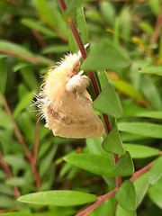 Euproctis latifascia