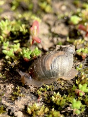 Succinea australis