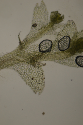 Image of Calypogeia sphagnicola by no rights reserved