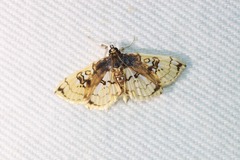 Compacta hirtalis