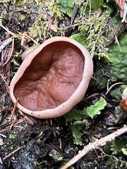 Gyromitra perlata