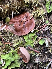 Gyromitra perlata