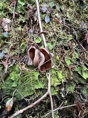 Gyromitra perlata