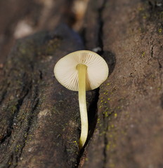 Pluteus hubregtseorum
