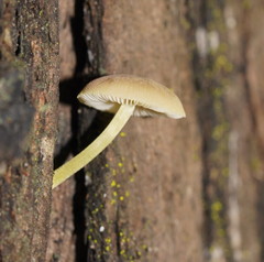 Pluteus hubregtseorum