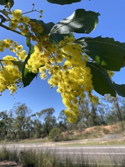 Acacia bancroftiorum