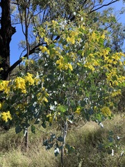 Acacia bancroftiorum