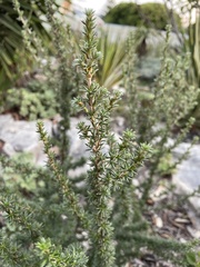 Cliffortia stricta