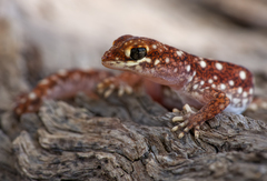Rhynchoedura ormsbyi