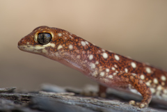 Rhynchoedura ormsbyi
