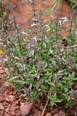 Syncolostemon pretoriae