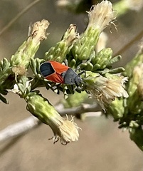 Melanopleurus belfragei