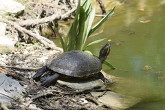 Trachemys venusta iversoni