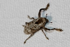 Episcirrus brachialis