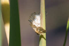 Elophila icciusalis