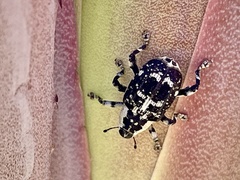 Peltophorus polymitus