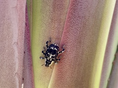 Peltophorus polymitus