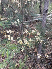 Acacia terminalis