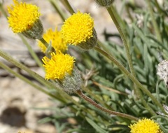 Erigeron bloomeri