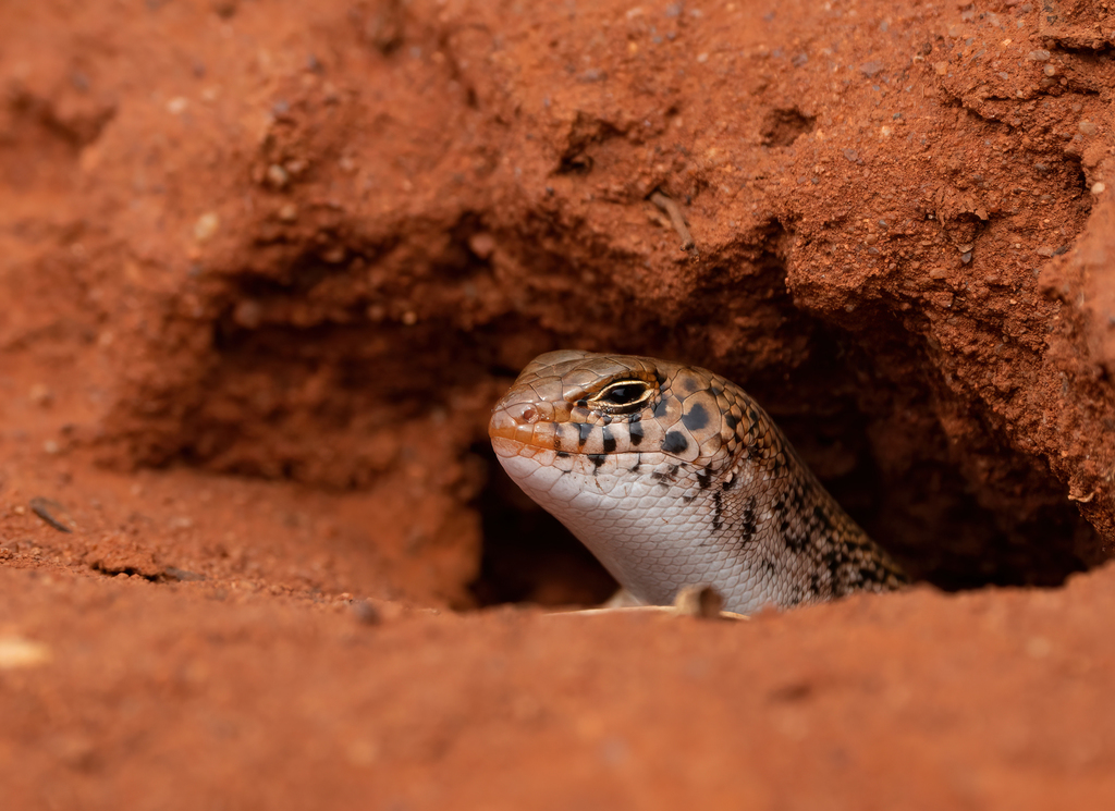 Unadorned Desert-Skink