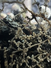 Glomeromycota