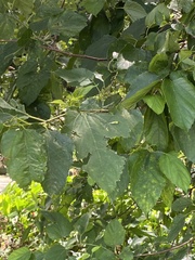 Morus indica