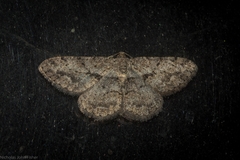Psilalcis isombra