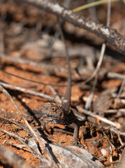 Ctenophorus spinodomus