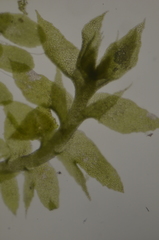 Douinia ovata