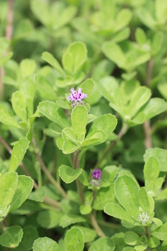 Herderia