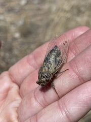 Hadoa chiricahua