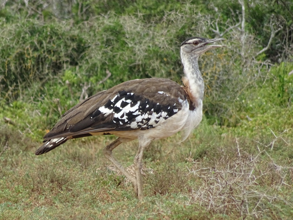 Denham's Bustard