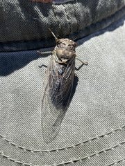 Hadoa chiricahua