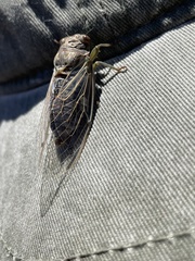 Hadoa chiricahua