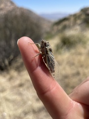 Hadoa chiricahua