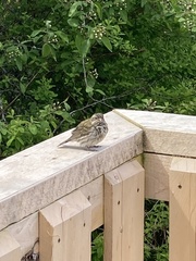 Haemorhous purpureus californicus