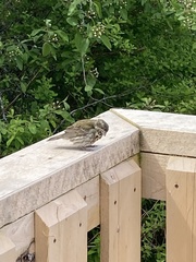 Haemorhous purpureus californicus