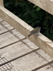 Haemorhous purpureus californicus