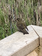 Haemorhous purpureus californicus