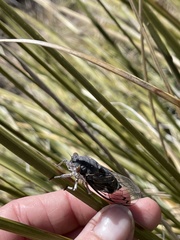 Hadoa chiricahua