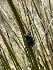 Hadoa chiricahua