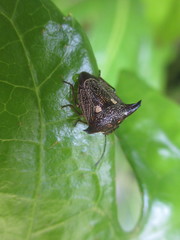 Alcimocoris japonensis