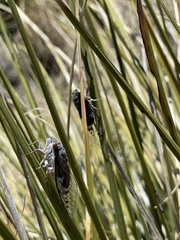 Hadoa chiricahua