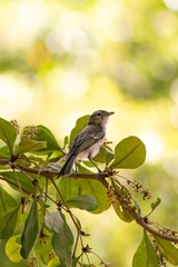 Vireo bellii