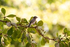 Vireo bellii