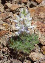 Lupinus malacophyllus